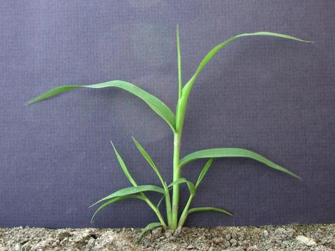 Ériochloé velue (Eriochloa villosa)_13