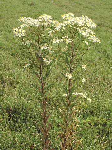 Aster ombelles(Doellingeria umbellata)_2