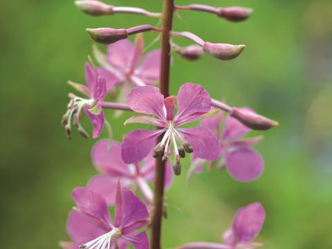 Épilobe feuilles étroite (Chamaenerion angustifolium)_2