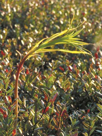 Épilobe feuilles étroite (Chamaenerion angustifolium)_6