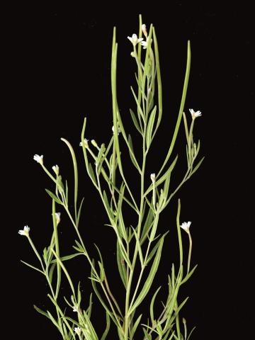 Épilobe leptophylle (Epilobium leptophyllum)_5