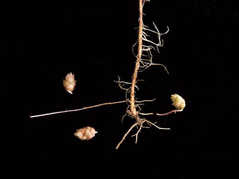 Épilobe leptophylle (Epilobium leptophyllum)_7