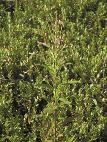 Épilobe glanduleux (Epilobium ciliatum subsp. glandulosum)_1