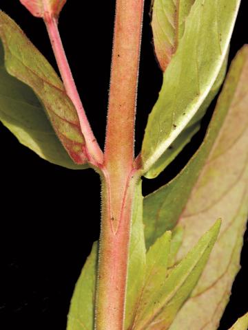 Épilobe glanduleux (Epilobium ciliatum subsp. glandulosum)_5