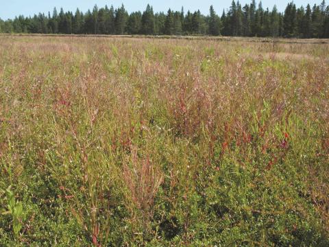 Épilobe glanduleux (Epilobium ciliatum subsp. glandulosum)_10