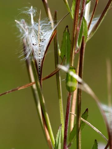 Épilobe glanduleux (Epilobium ciliatum subsp. glandulosum)_11