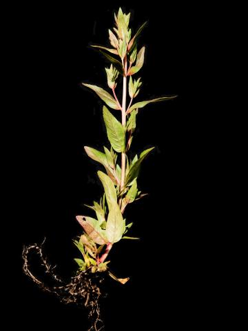 Épilobe glanduleux (Epilobium ciliatum subsp. glandulosum)_12