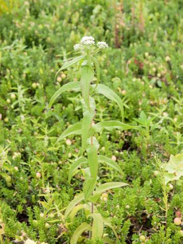 Eupatoire perfoliée (Eupatorium perfoliatum)_3