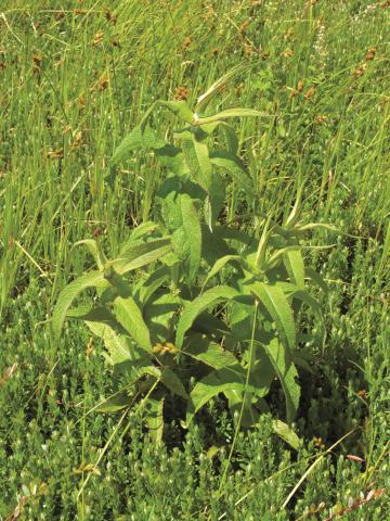 Eupatoire perfoliée (Eupatorium perfoliatum)_4