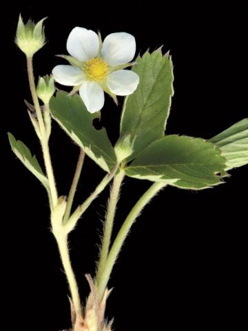 Fraisier glauque (Fragaria virginiana)_2