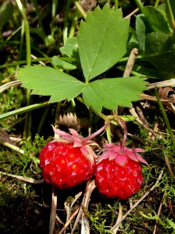 Fraisier glauque (Fragaria virginiana)_7