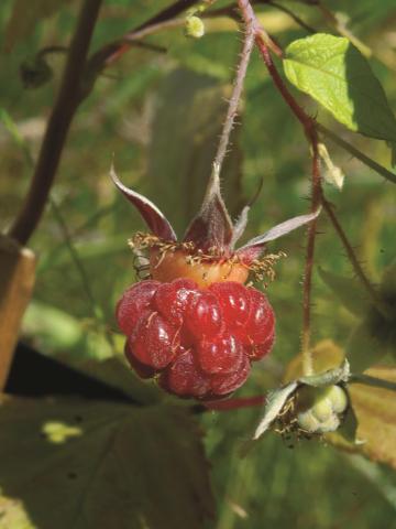 Framboisier rouge (Rubus idaeus)_5