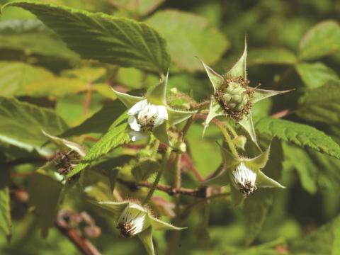 Framboisier rouge (Rubus idaeus)_6