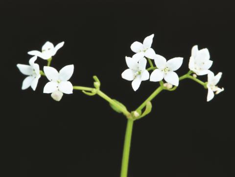 Gaillet palustre (Galium palustre)_2