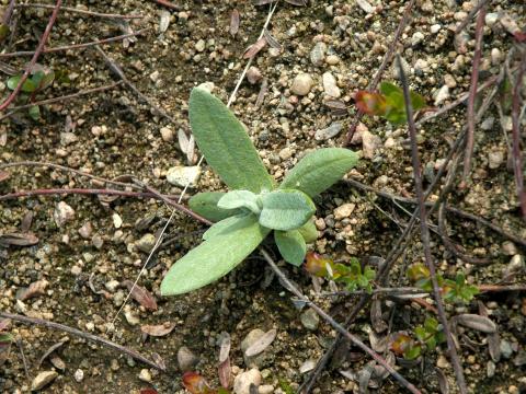 Immortelle blanche (Anaphalis margaritacea)_1