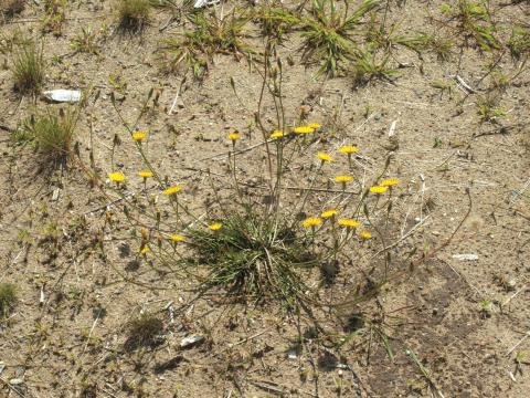 Liondent automne (Leontodon autumnalis)_1