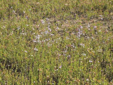 Linaire Canada (Nuttallanthus canadensis)_2