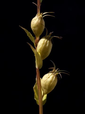 Lobélie gonflée (Lobelia inflata)_4