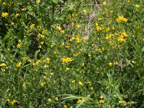 Lotier corniculé (Lotus corniculatus)_8