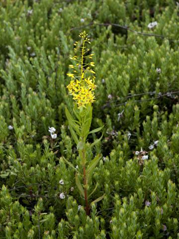 Lysimaque terrestre (Lysimachia terrestris)_1