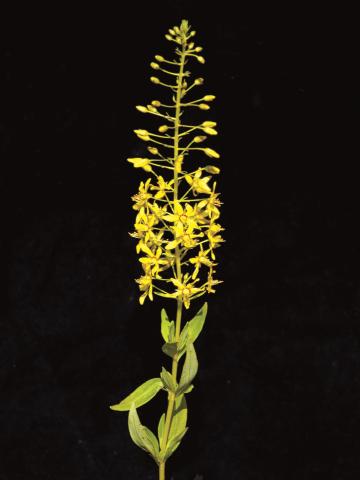 Lysimaque terrestre (Lysimachia terrestris)_3