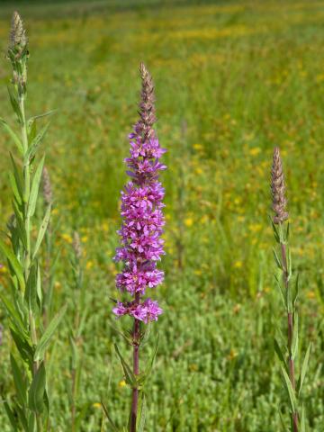 Salicaire commune (Lythrum salicaria)_2