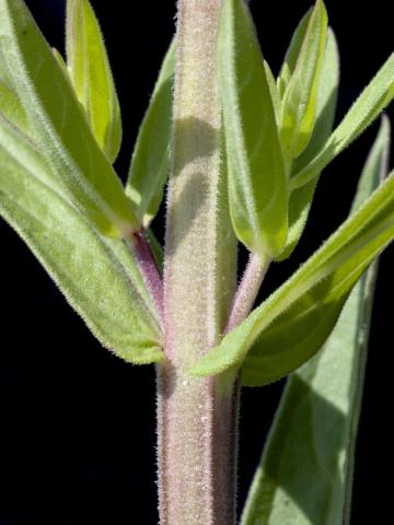 Salicaire commune (Lythrum salicaria)_7