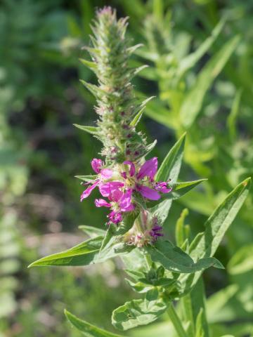 Salicaire commune (Lythrum salicaria)_12