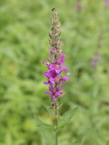 Salicaire commune (Lythrum salicaria)_14