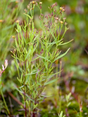 Millepertuis Canada (Hypericum canadense)_2