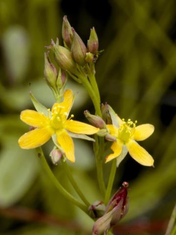 Millepertuis Canada (Hypericum canadense)_3