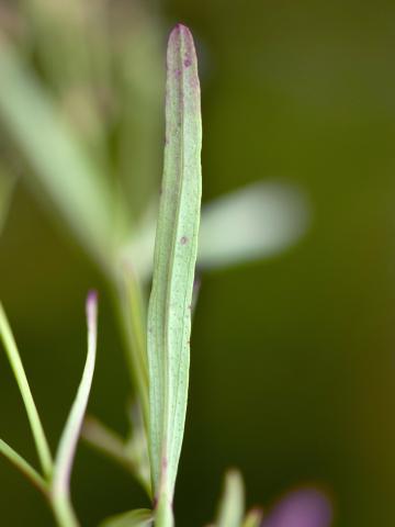 Millepertuis Canada (Hypericum canadense)_4