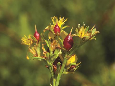 Millepertuis elliptique (Hypericum ellipticum)_3