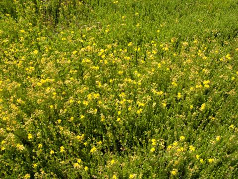 Millepertuis elliptique (Hypericum ellipticum)_4