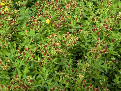 Millepertuis elliptique (Hypericum ellipticum)_15