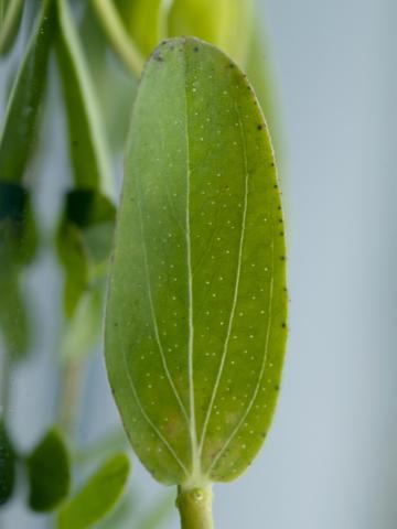 Millepertuis commun (Hypericum perforatum)_4