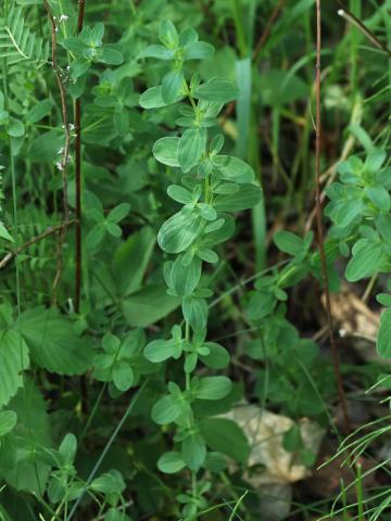 Millepertuis commun (Hypericum perforatum)_10