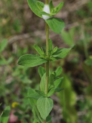 Millepertuis commun (Hypericum perforatum)_11