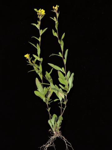 Onagre vivace (Oenothera perennis)_2