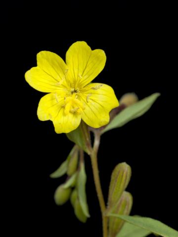 Onagre vivace (Oenothera perennis)_3