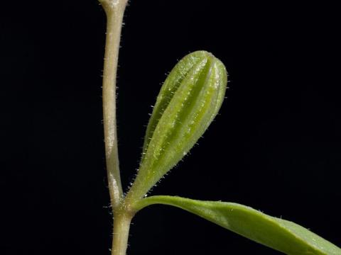 Onagre vivace (Oenothera perennis)_4