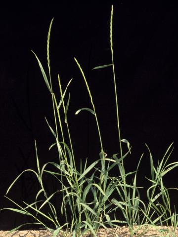 Chiendent(Elymus repens)_4