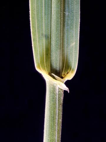 Chiendent(Elymus repens)_5