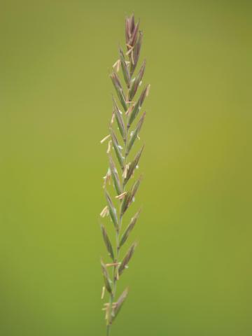 Chiendent(Elymus repens)_7