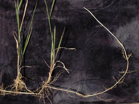 Chiendent(Elymus repens)_8