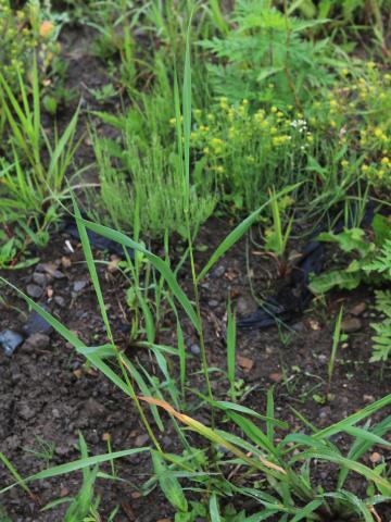 Chiendent(Elymus repens)_19