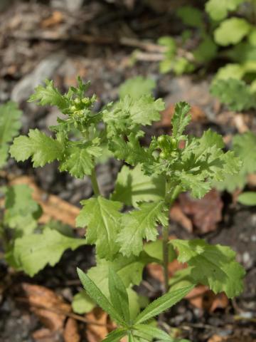 Seneçon vulgaire (Senecio vulgaris)_11