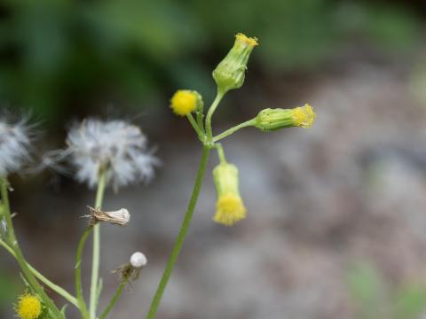 Seneçon vulgaire (Senecio vulgaris)_14