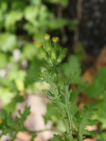 Seneçon vulgaire (Senecio vulgaris)_19