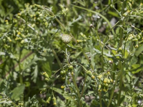 Seneçon vulgaire (Senecio vulgaris)_20